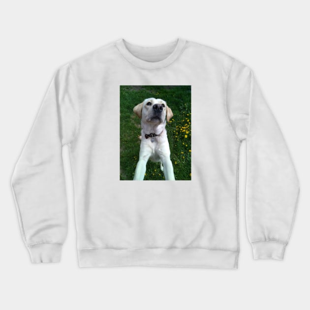 labrador Crewneck Sweatshirt by Ulka.art